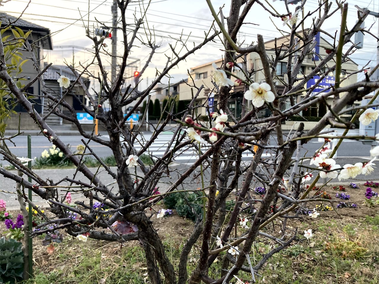 梅の花