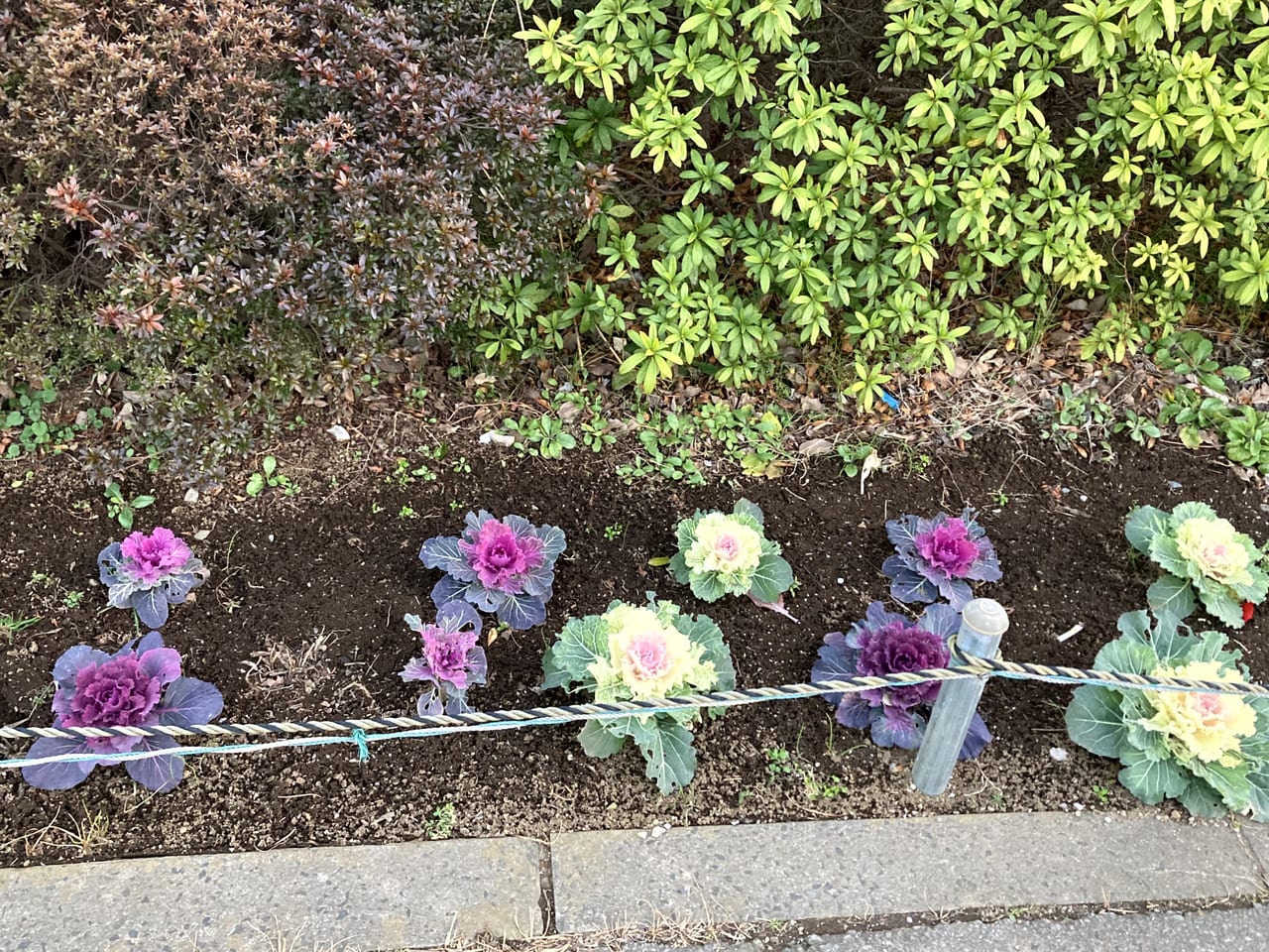 東道野辺ふれあいの森公園近くの花壇