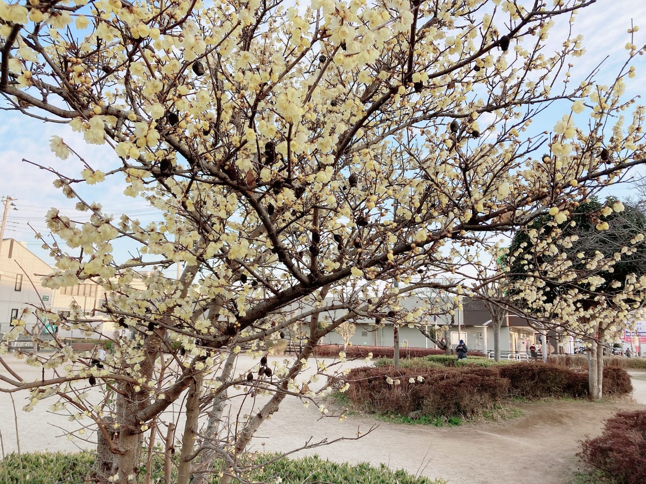 道野辺本町公園のお花