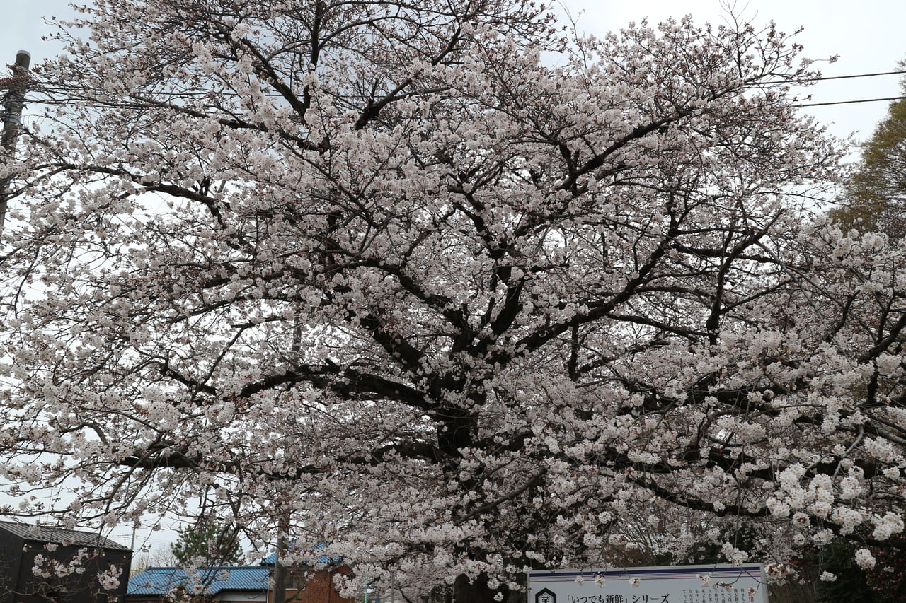 清水公園　桜の木