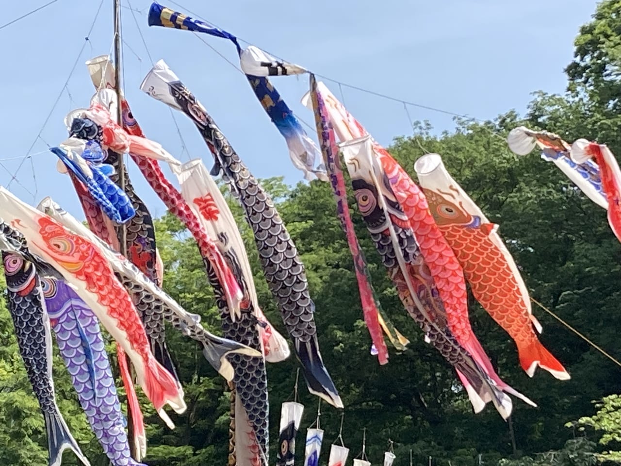 貝柄山公園の鯉のぼり