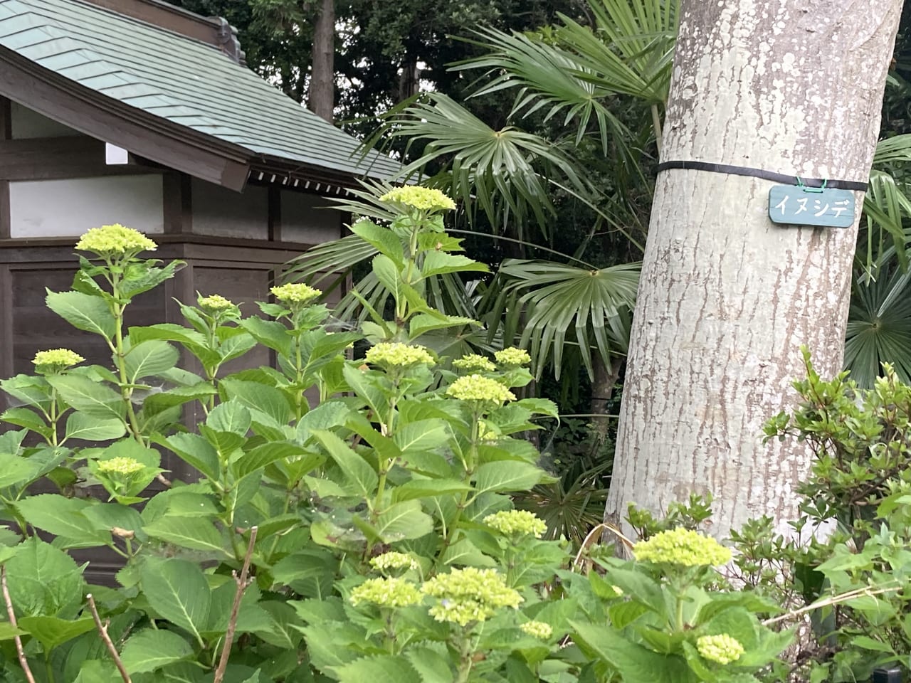 囃子水神社のあじさい