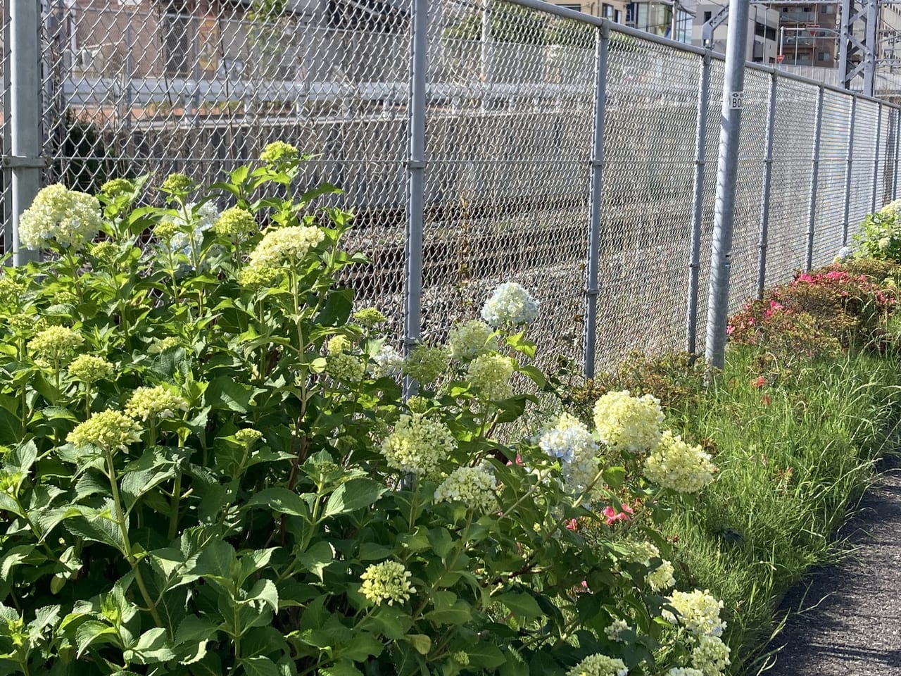 市役所近く東武鉄道沿線のあじさい