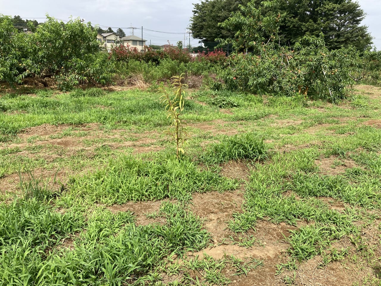 小杉園に2023年植えられた苗木