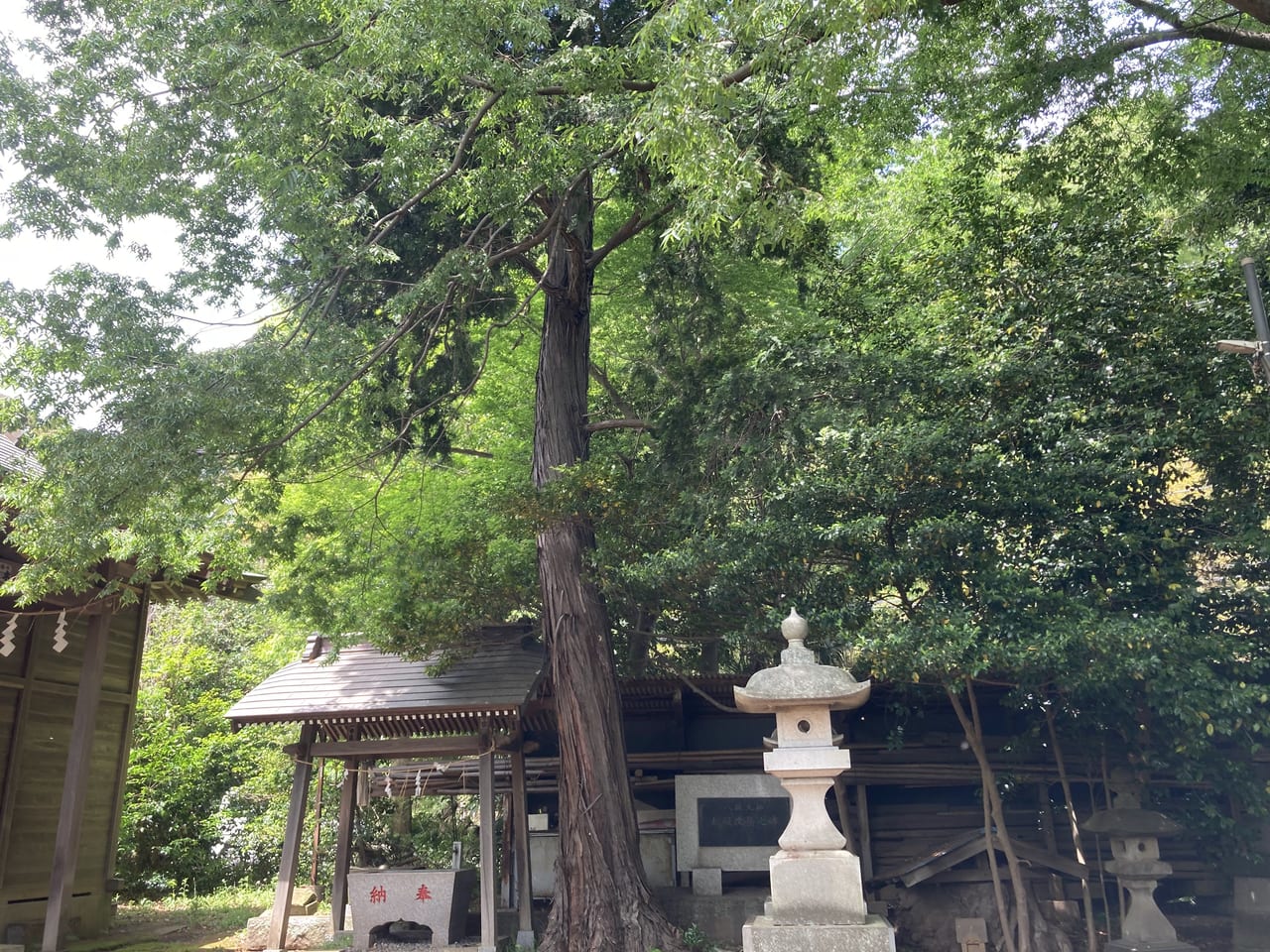 八坂神社の木々