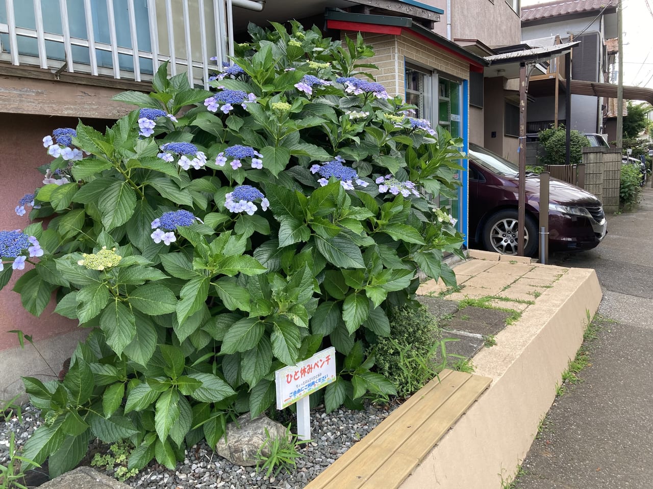 ミニ図書館とあじさい