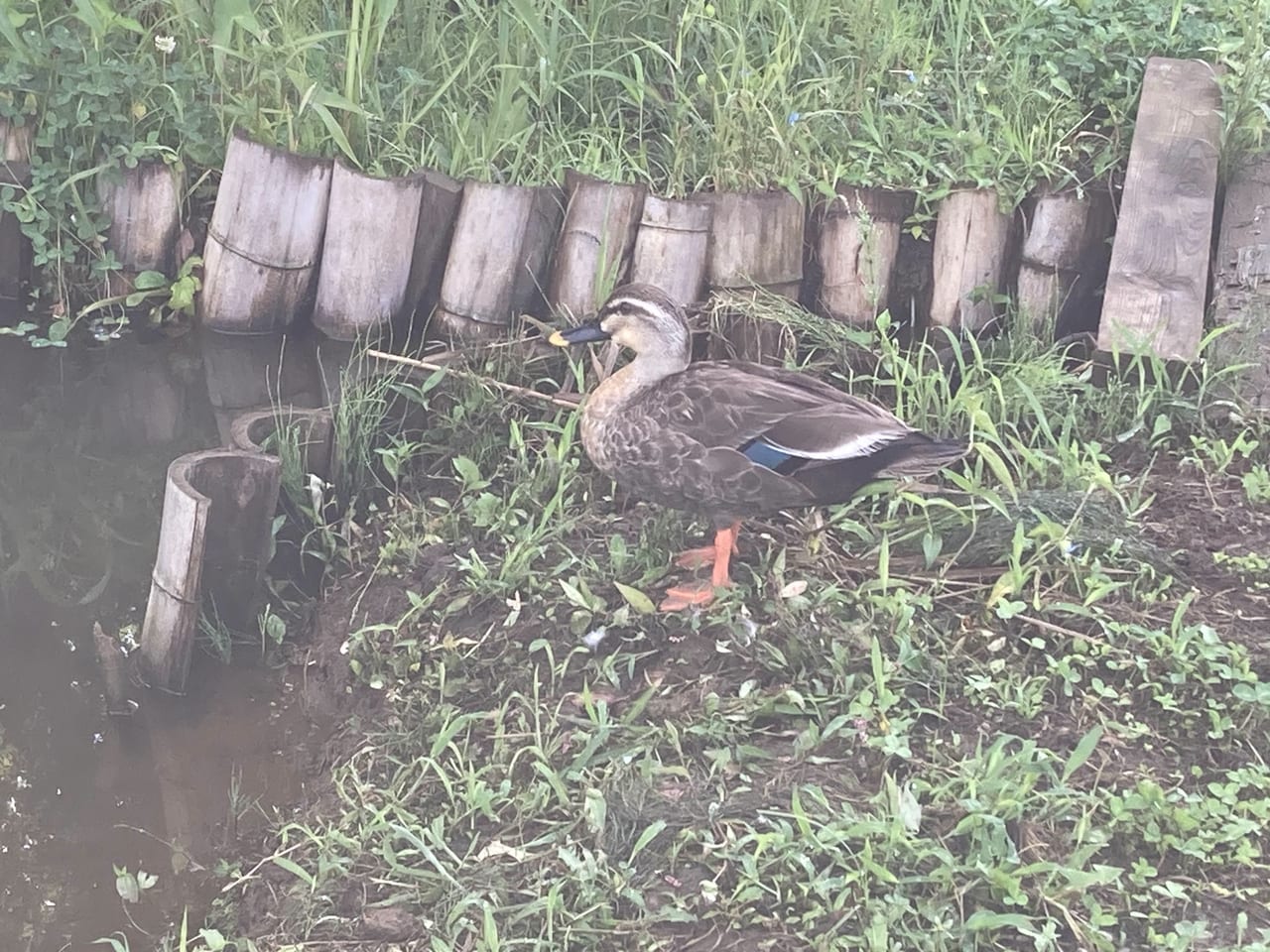 カバ田んぼの鴨