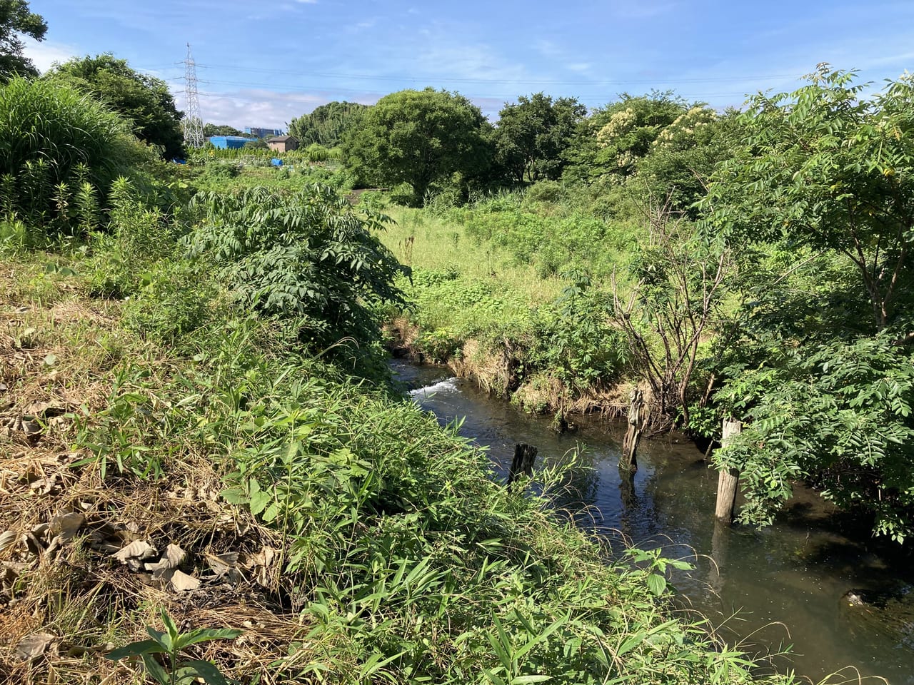 鎌ケ谷市の大津川渓谷