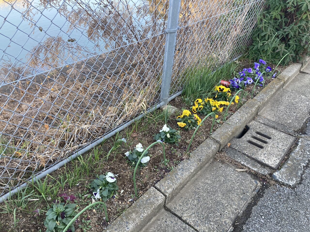 東武団地調整池沿いに植えられたお花