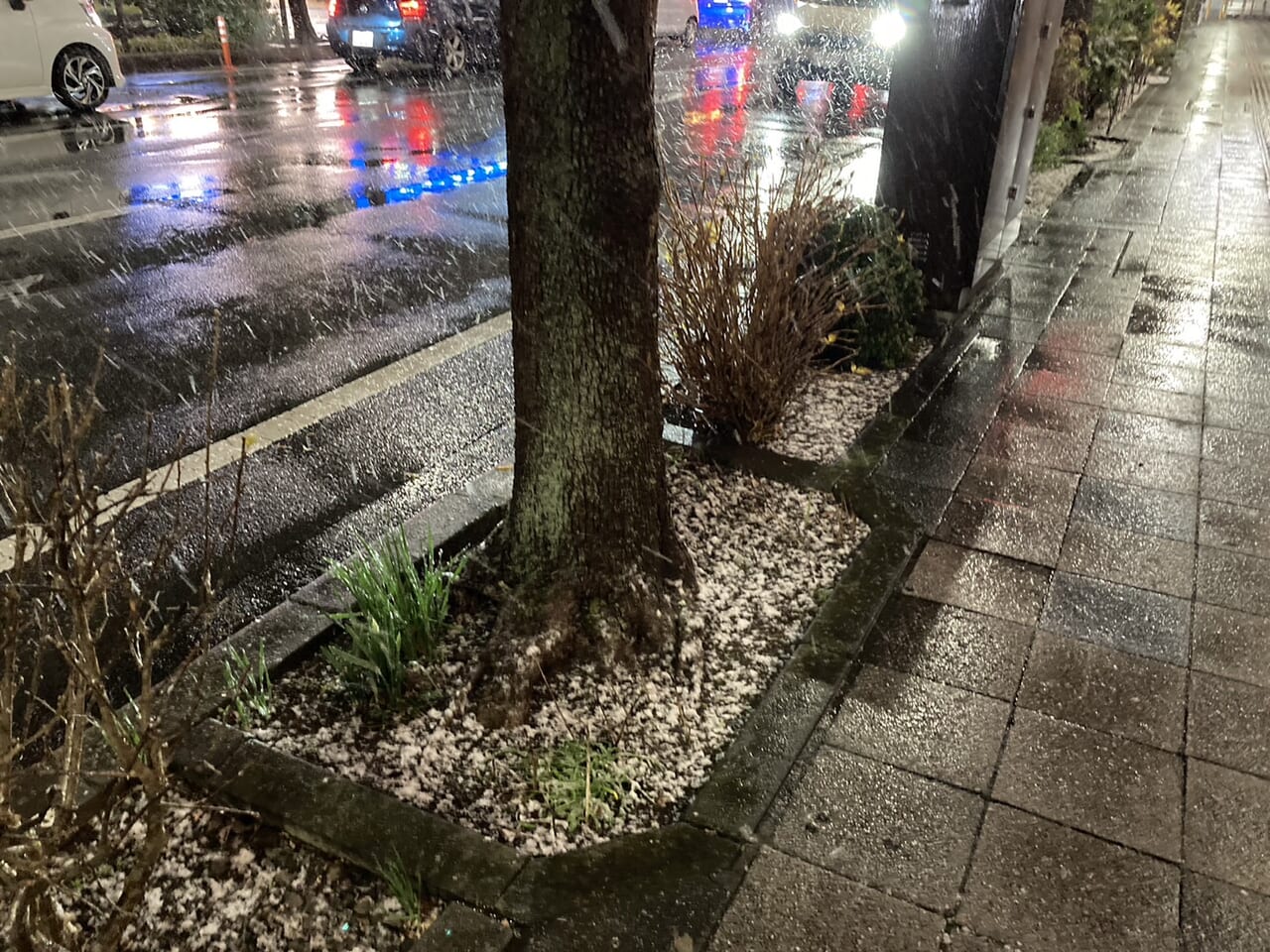 駅前街路樹にうっすら積もる雪