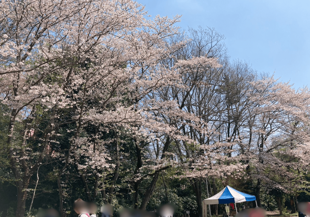 貝柄山公園の桜