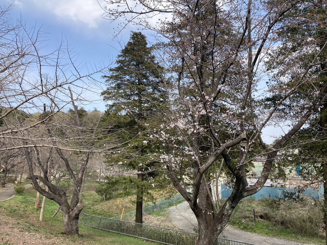 市制記念公園の桜2024