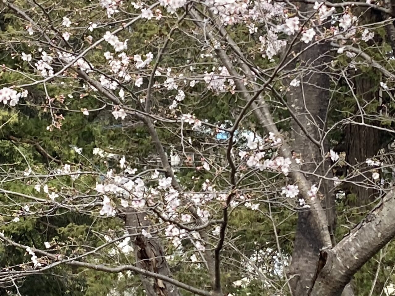 市制記念公園の桜2024