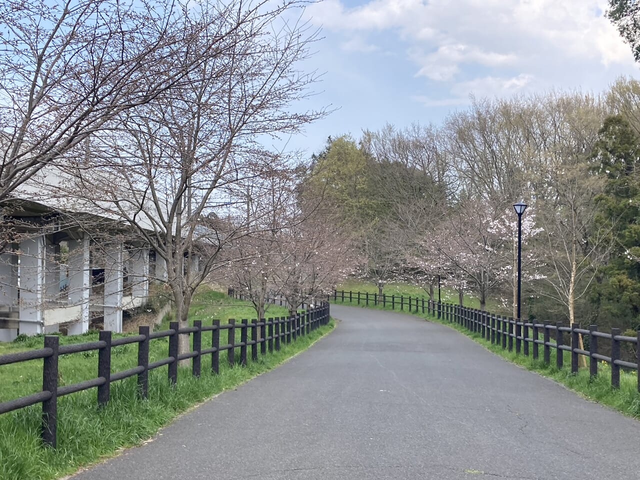 市制記念公園から福太郎アリーナへの桜