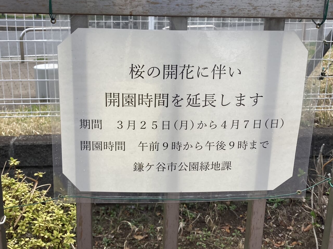 市制記念公園桜の開花に伴う開園時間延長のお知らせ