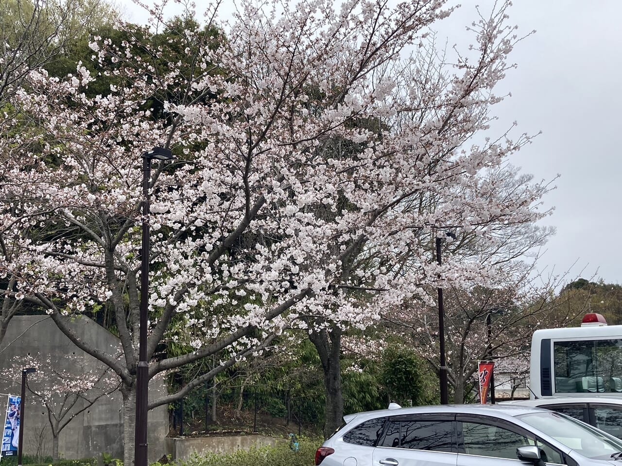 ファイターズスタジアムの桜