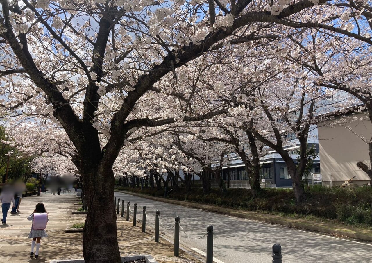 白井市桜