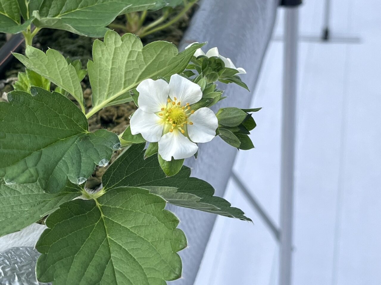 可愛いイチゴの花