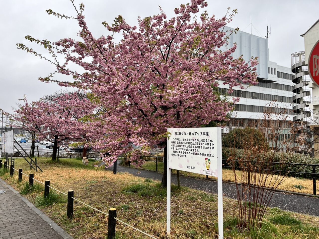 市役所脇の早咲きの桜