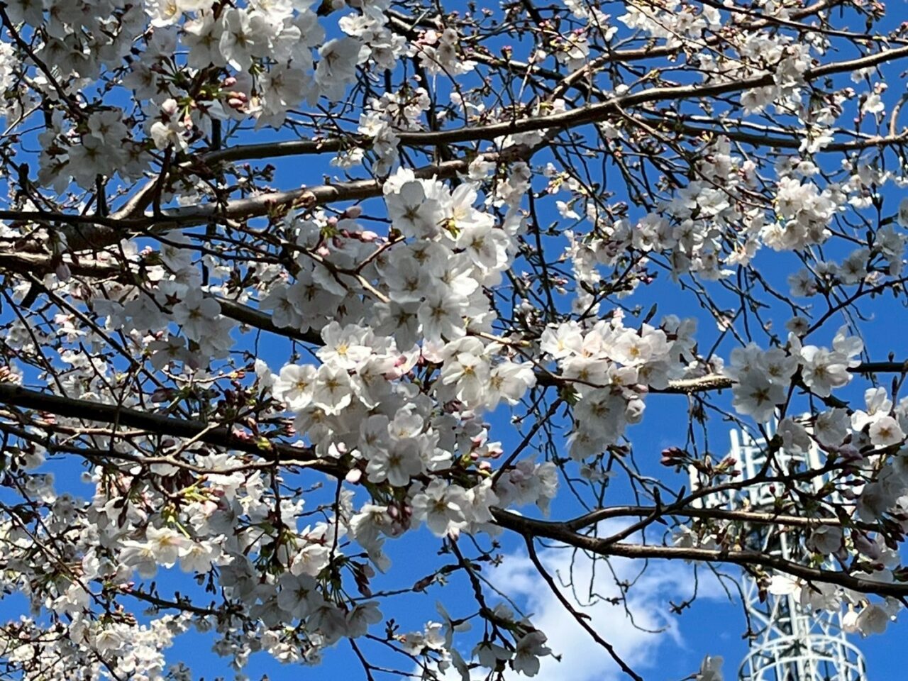 青空に映える桜