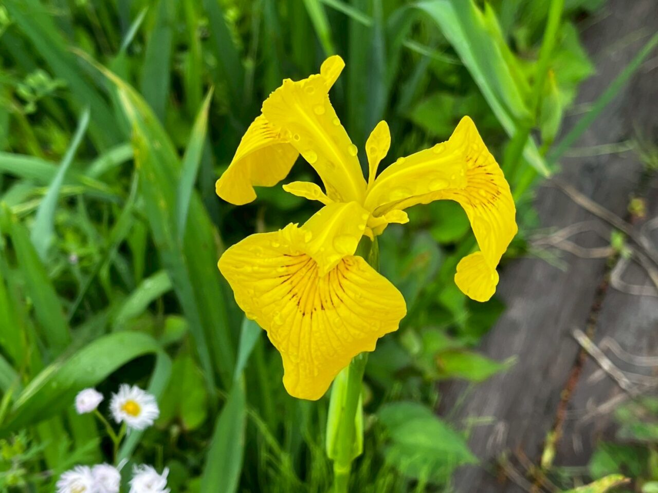 折立菖蒲園