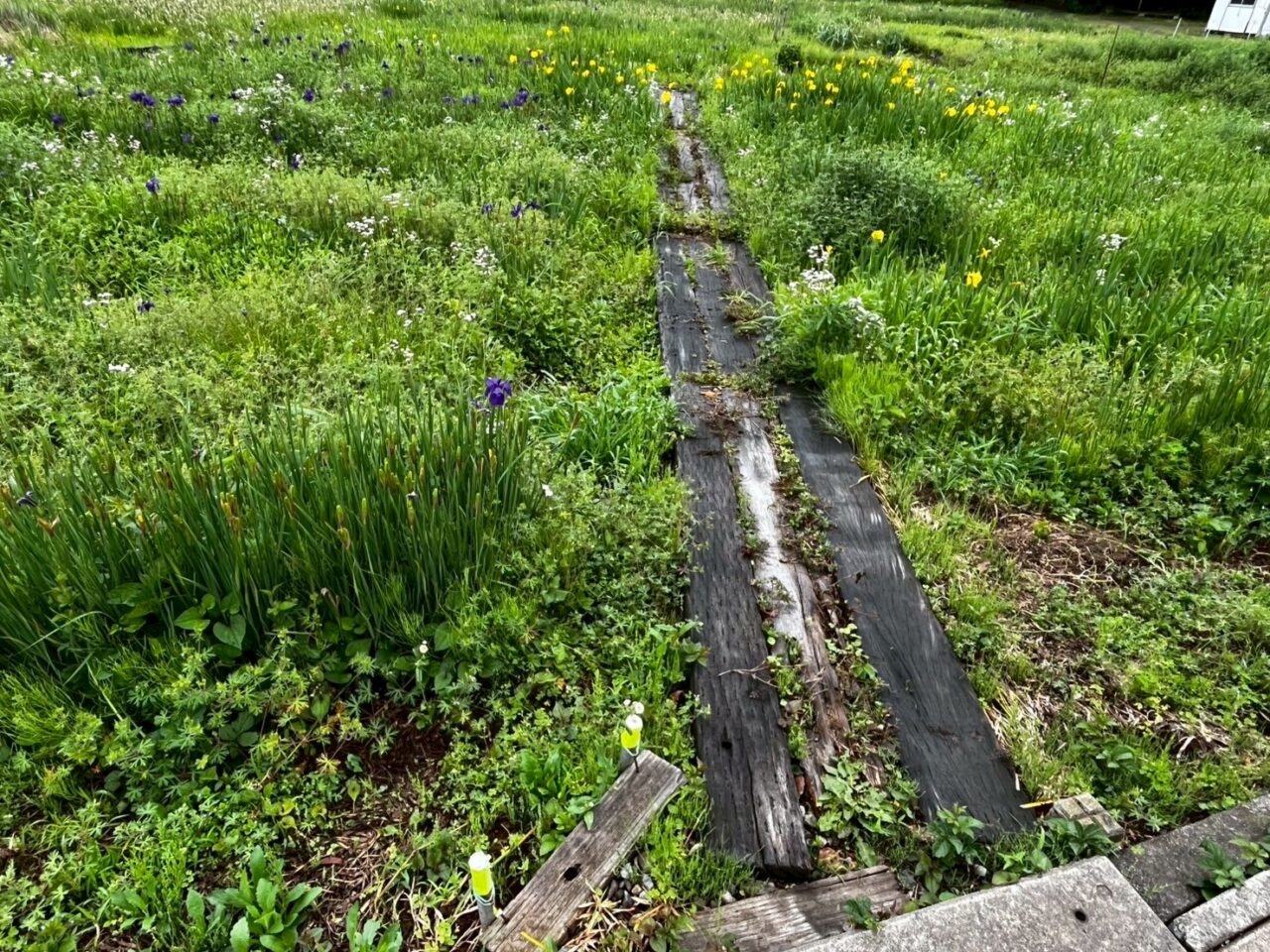 折立菖蒲園
