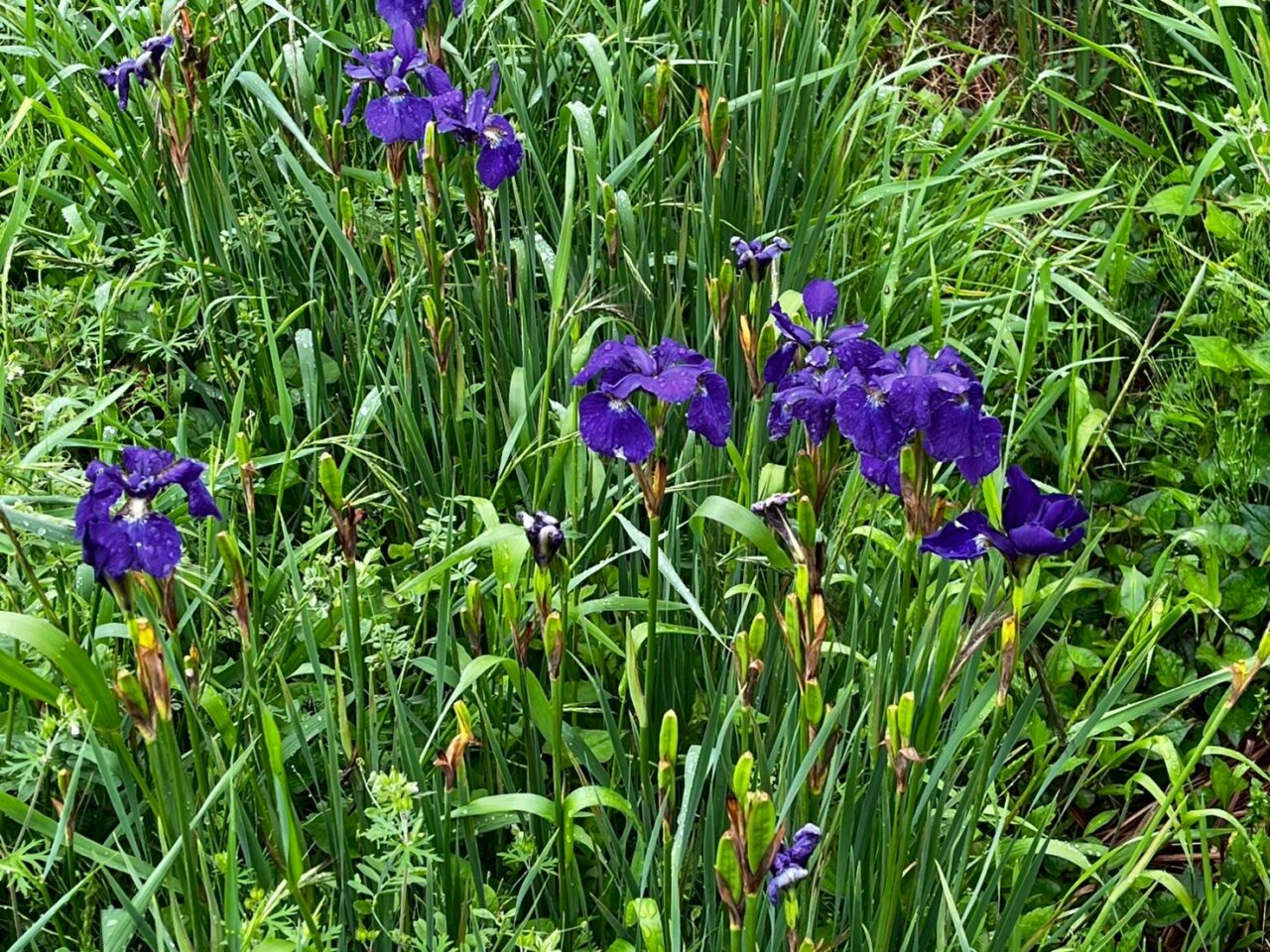 折立菖蒲園