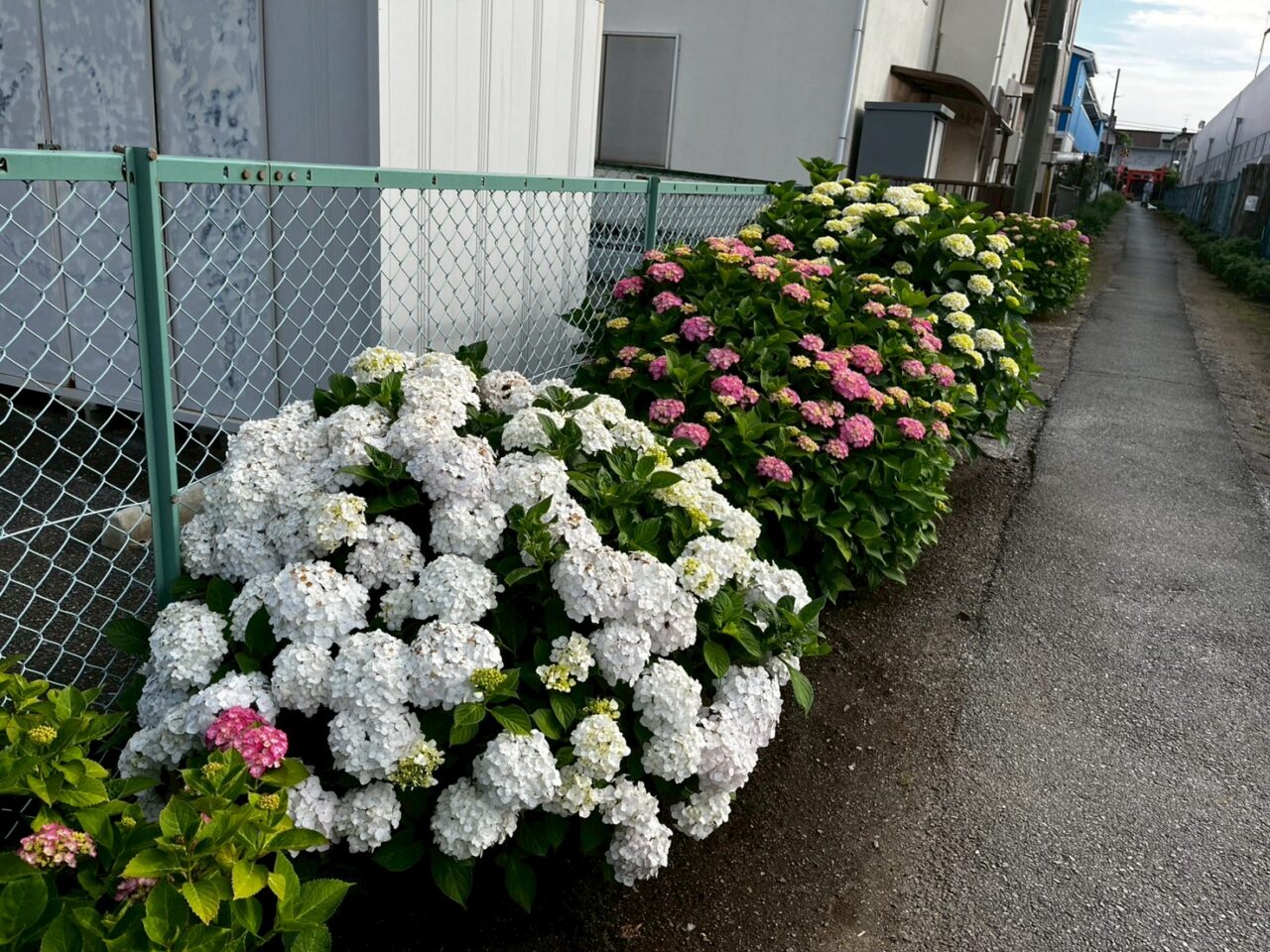 参道に咲くアジサイ