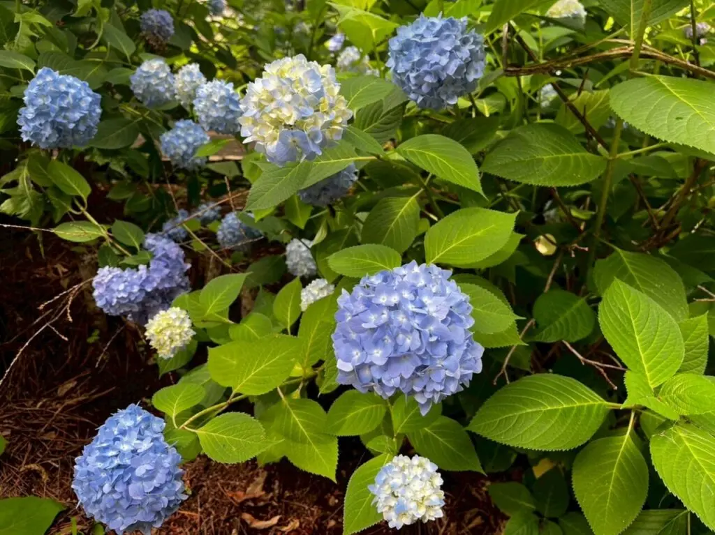 同じ木でも色々な色の花が咲く様子