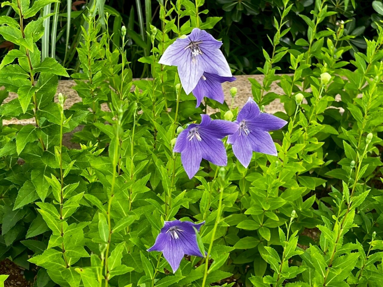 市の花　ききょう