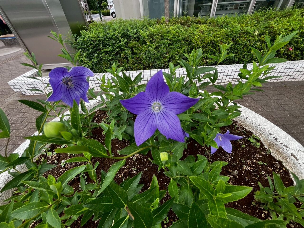 京葉銀行 新鎌ヶ谷支店前
