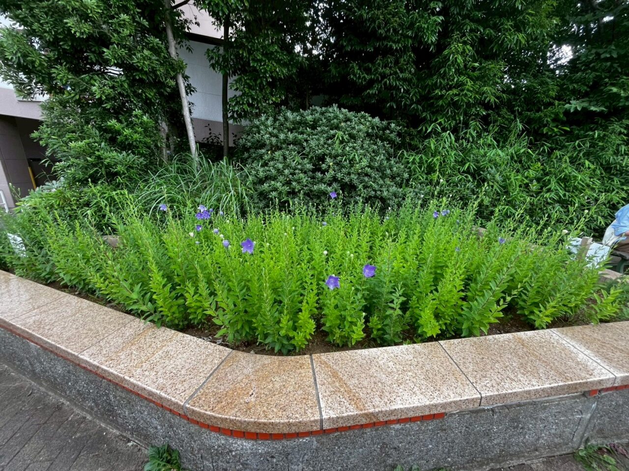 新鎌通りの花壇