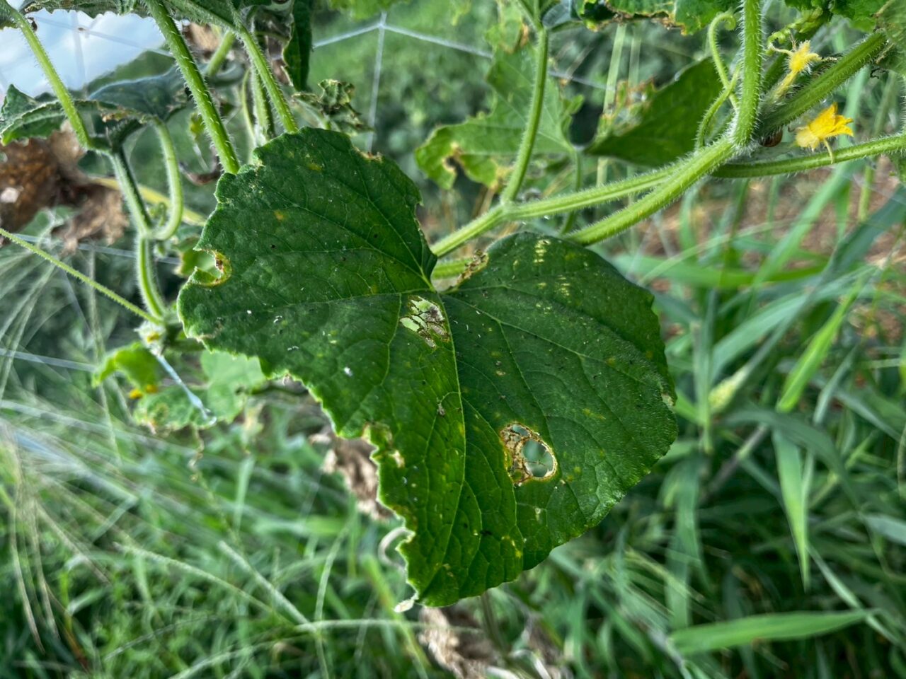 ウリハムシに食べられると丸い穴が