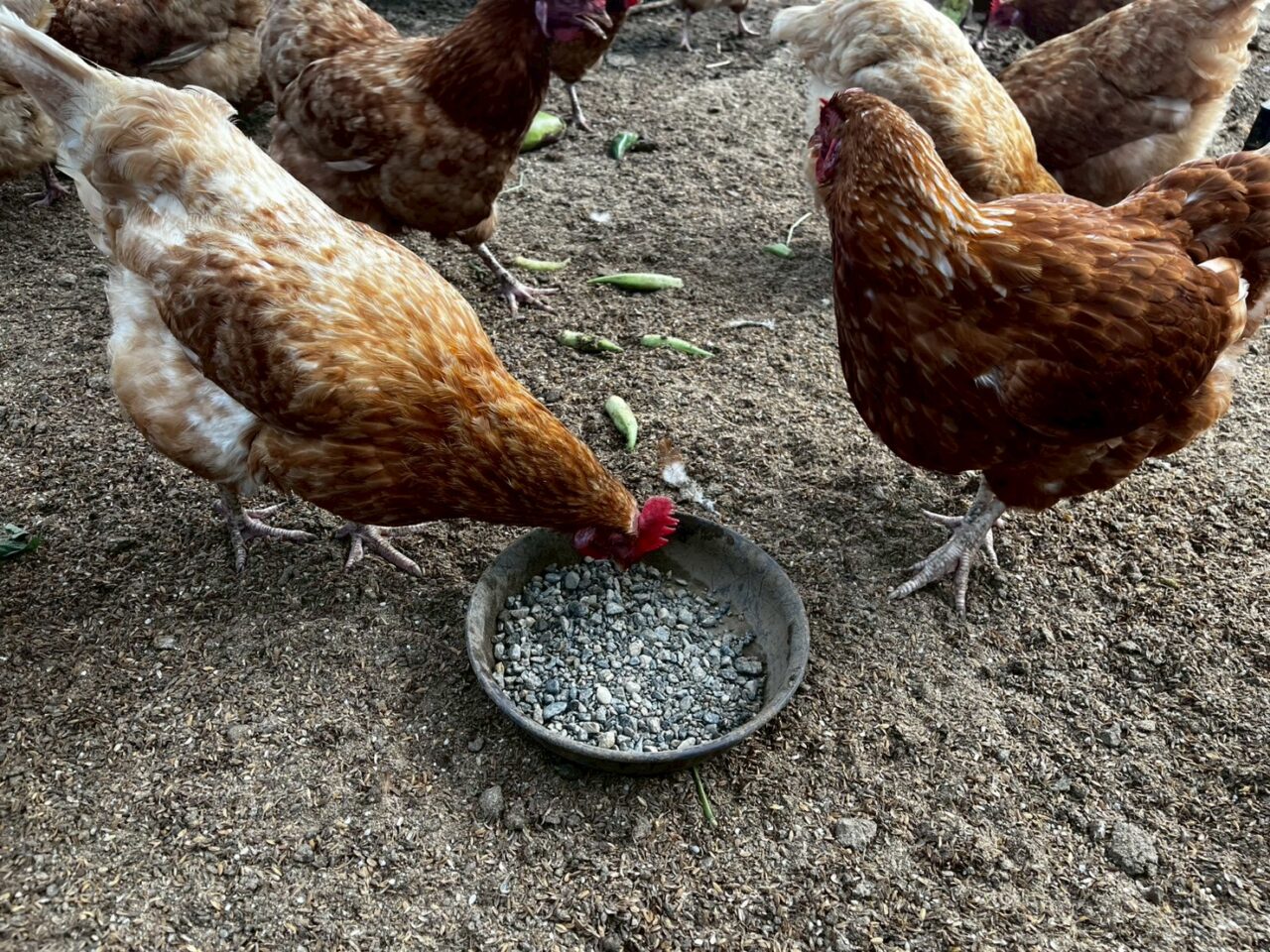 石を食べるにわとり