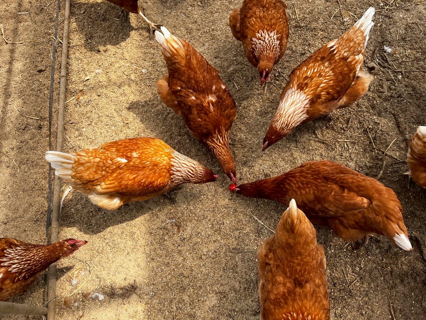 ミニトマトに一斉に集まるにわとりたち