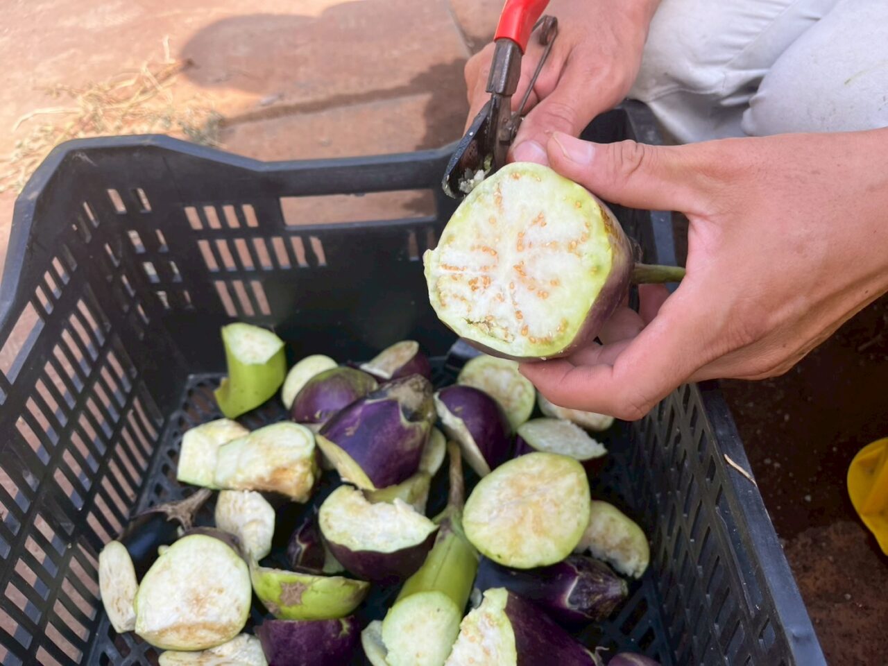 傷や虫に食われた野菜はにわとりたちのおやつに