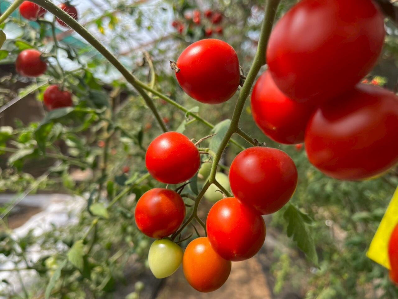 キラキラ輝くミニトマト
