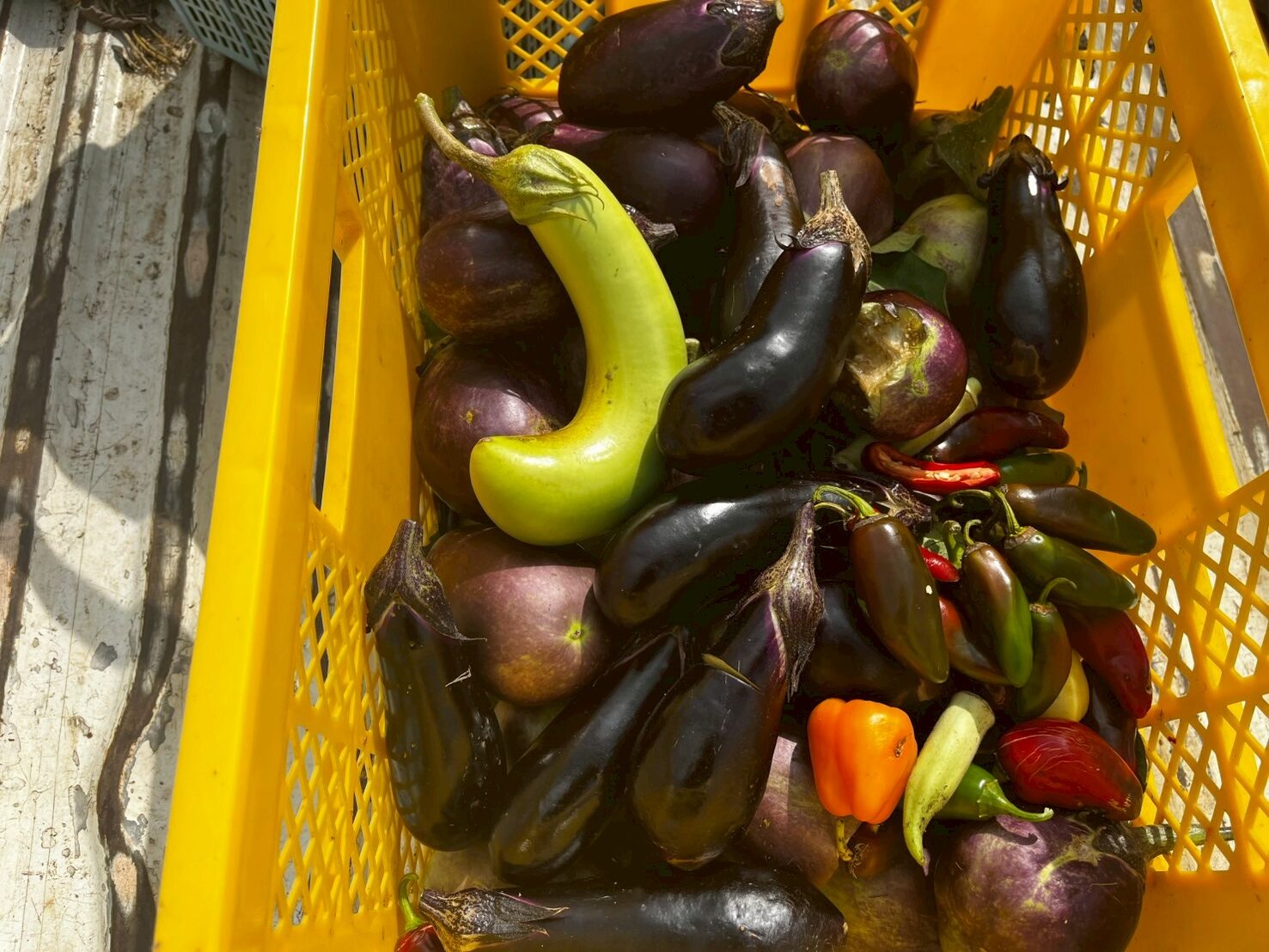 出荷できない野菜