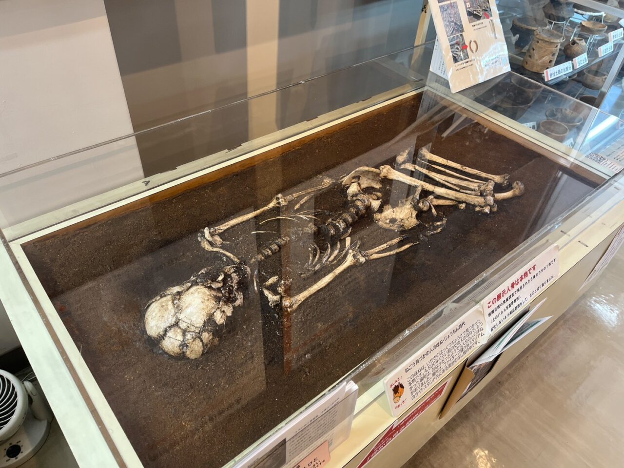 根郷貝塚に展示される根郷貝塚から発掘した実際の人骨
