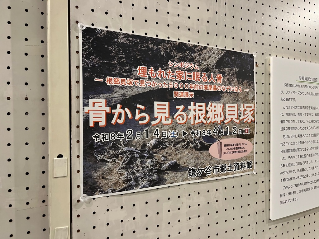 骨から見る根郷貝塚