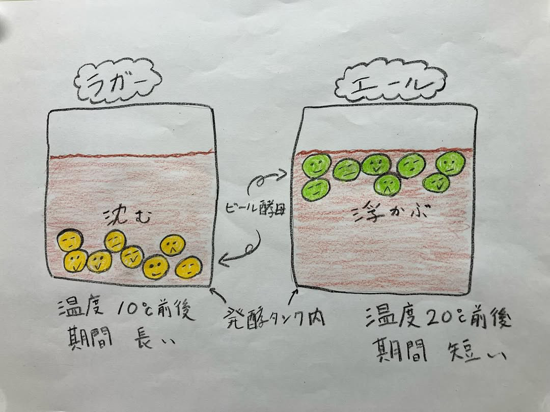 ビールの製法の説明